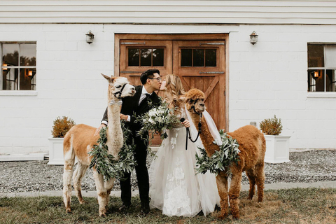 alpacas fun wedding idea - 48 Fields Wedding Barn | Northern VA